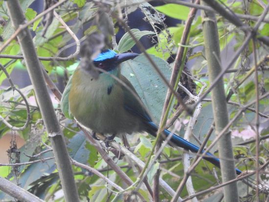 Viel Vögel waren zu hören, sehen ließen sich nur wenige und fotografieren noch weniger. Dieser mit seinem türkisen Kopfband blieb aber brav sitzen.