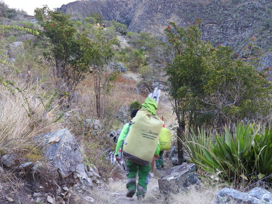 Entgegen kamen uns viele Träger der Inkatrail-Expeditionen auch  sie mussten das ganze Equipment nun zurück nach Ollanteytambo tragen und das sind pro Träger zwischen 20 und 30 kg. Und sie gehen nicht sondern laufen schon ein ordentliches Tempo mit ihren Lasten.