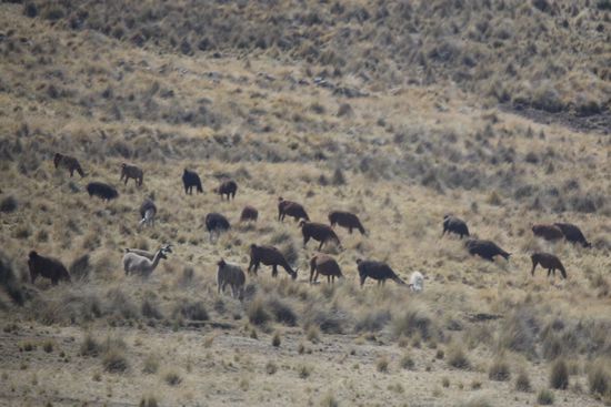 So große  Alpakaherden  wie auf dem Altiplano haben wir die letzten 2 Monate noch nicht gesehen.