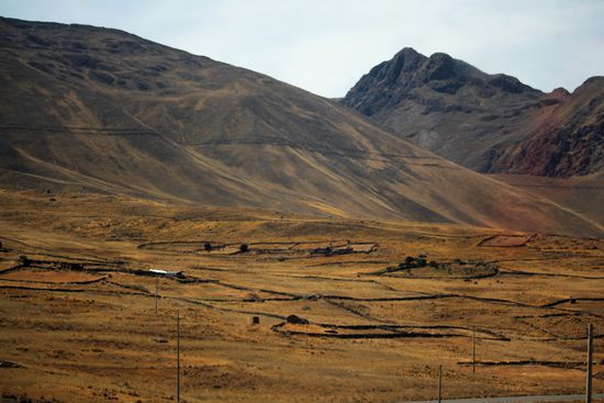 Tagsüber grasen die Herden weit verstreut aber nachts werden  die  Tiere in Koppeln mit Steinmauern getrieben.