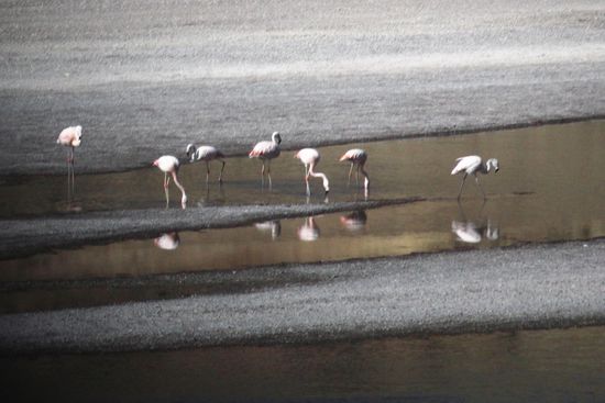Unsere ersten Flamingos an einer kleinen Lagune am Altiplano