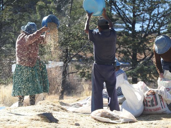 Die Getreideernte wird an Ort und Stelle mit Hilfe des Windes entspelzt
