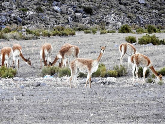 Vikunjas - in Höhen bis zu 5.000 m wild lebende Tiere. Alle 2 Jahre werden sie mit der bereits von den Inkas betriebenen Fangart (Chaku)  aufwendig zusammengetrieben und ihnen nur das Unterhaar geschoren. Pro Tier bekommt man etwa 150gr. Wolle, die edelste und teuerste Wollart der Welt.