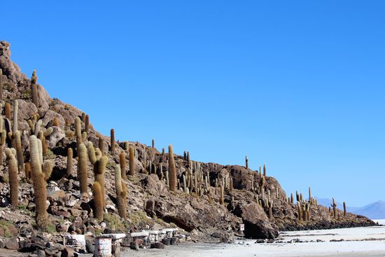 Die 25 ha große Isla Incahuasi (Haus des Häuplings) liegt mitten im Salar auf ihr wachsen  Jahrhunderte alte Kakteen. Diese Kakteen brachten die Incas mit als sie das Gebiet eroberten.