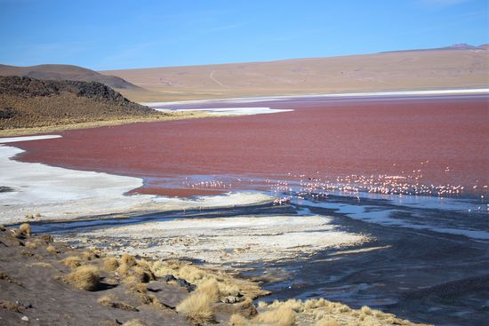 Die Laguna Colorado färbt sich durch rote Planktonalgen, kupferhaltige Mineralien und mit Hilfe des Windes immer wieder tiefrot ein. Hier leben  etwa 15.000 Flamingos und ernähren sich von dem Plankton das ihnen auch die schöne Gefiederfärbung gibt.
