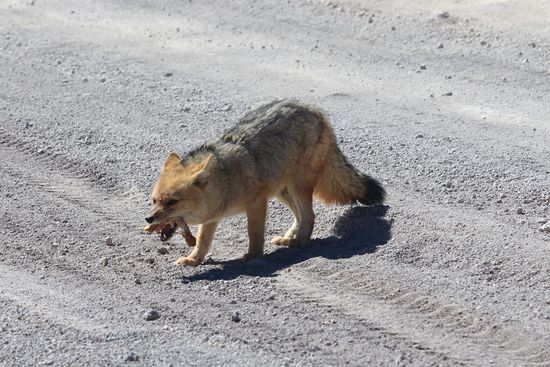 Ein Andenfuchs wartet an der Piste auf die Knochen unseres Essens, die Fahrer werfen hier regelmäßig die Fleischreste aus dem Fenster und dieser Fuchs  hat sich darauf eingestellt.