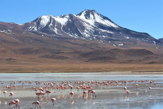 Laguna Hedionta - Hier leben große Kolonien von Flamingos, manche sind nur auf der Durchreise, andere sind hier sesshaft. Die Lagune wird auch stinkende Lagune genannt weil sie einen unangenehmen Schwefelgeruch abgibt..