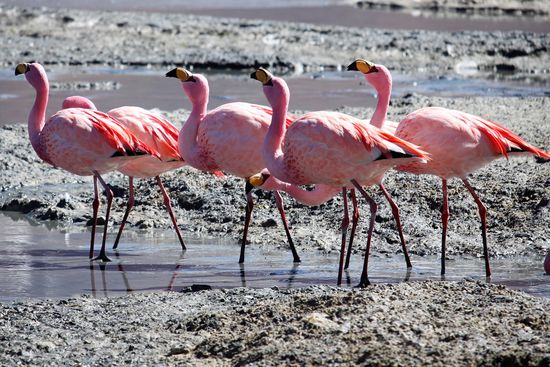 Die Flamingos lassen sich hier schön beobachten