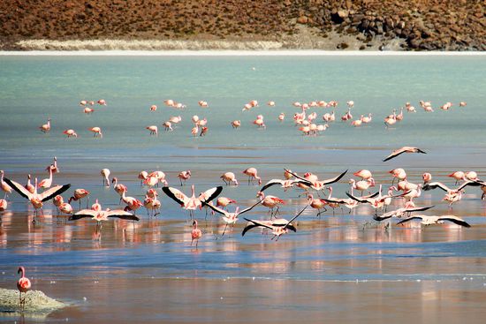 Beim fliegen sieht man den schönen schwarzen Flügelrand.