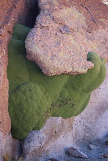 Eine Yareta - sie wächst in großen Höhen an temperaturausgleichendem Gestein, mit bis zu 30qm Ausdehnung  und wurde bereits zu Inkas Zeiten als Brennmaterial benutzt. Da sie heute noch verheizt wird ist ihr Bestand gefährdet.