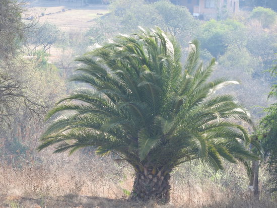 Palmen mit einem sehr eigenen Wuchsbild, niedriger kaum 2m hoher Stamm aber gigantische dichte Krone.