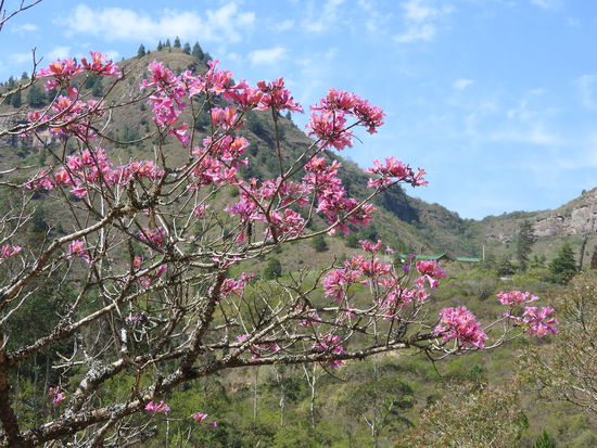 Kräftig lila blühende Bäume sorgen in der durch die Trockenzeit karg wirkenden Gegend für bunte Farbtupfer.