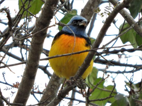 Wunderschöne, farbintensive  Vögel