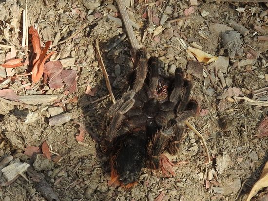 Auf dem Weg eine Vogelspinne die sich gerade aufwärmt, auch wenn ich weiß dass eine einzelne Dame gerne ein Bild mit mir und Vogelspinne hätte,  war es mir doch zu gefährlich als sich auch Rolando nicht traute und sie als sehr giftig bezeichnete.