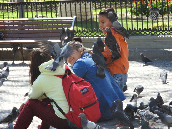 Es macht Spaß hier im Park zu sitzen und einfach nur zu beobachten. Auch hier sind die Tauben durchs füttern handzahm