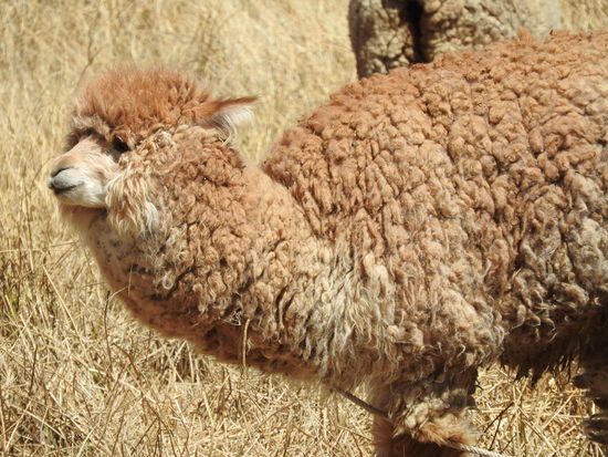Lamas trifft man am Titicaca überall an