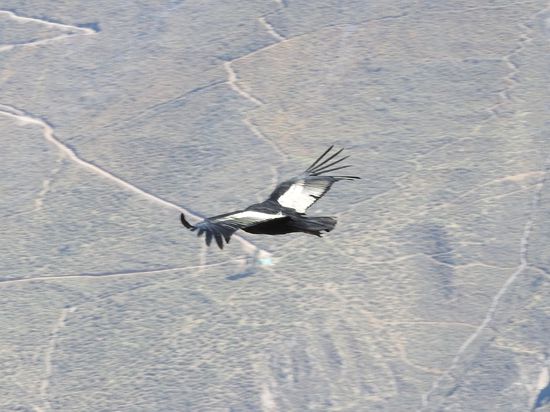 Andenkondor im Flug - mit seiner  Flügelspannweite bis zu 3m und den silbrig-weiß glänzenden Schwingfedern ein beeindruckendes Schauspiel