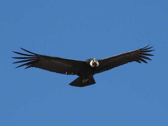 Von unten erkennt man ihn an seiner  weißen Halskrause