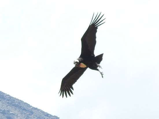Kurz vor der Landung auf seinem Felsvorsprung  klappt er die Flügel etwas ein und  fährt die Füße aus (erinnert  an ein landendes Flugzeug)