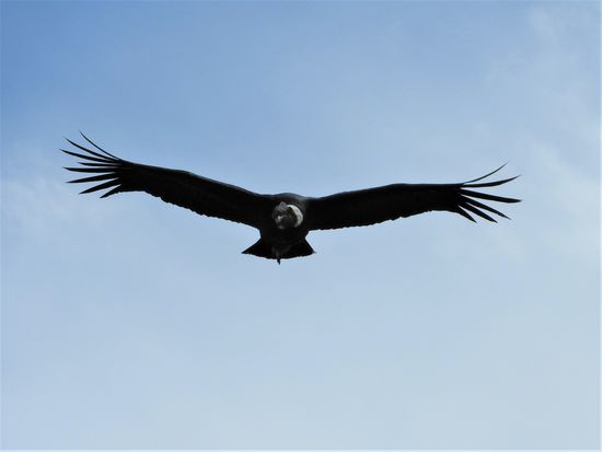 Auf der Suche nach toten Tieren ist der Kondor bis zu 100 km rund um seinen Horst unterwegs. Da er  nicht nur Aas sondern auch neugeborene Lämmer mitnimmt ist er bei den Bauern nicht sonderlich beliebt.