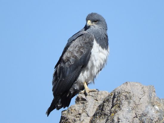 Wir haben aber auch viele Adler, Falken und andere Greifvögel hier im Tal gesehen