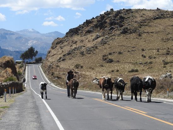 Bis vor wenigen Jahren gab es hier noch keine Straße und auch heute ist  so wenig Verkehr dass die Bauern ihre Tiere mitten auf der Straße heimtreiben.