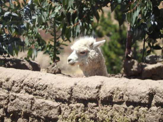 Auch eines der Hotelalpakas genießt den Blick nach unten.