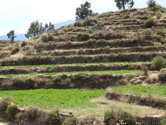 Lange vor den Inkas terrassierten die Collahuas bereits fast 6.000 ha der Schlucht und auch heute noch leben die meisten Menschen hier von der Landwirtschaft.