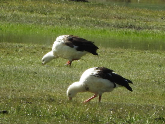 Andengänse beim grasen, an der Lagune gibt es viele zu sehen
