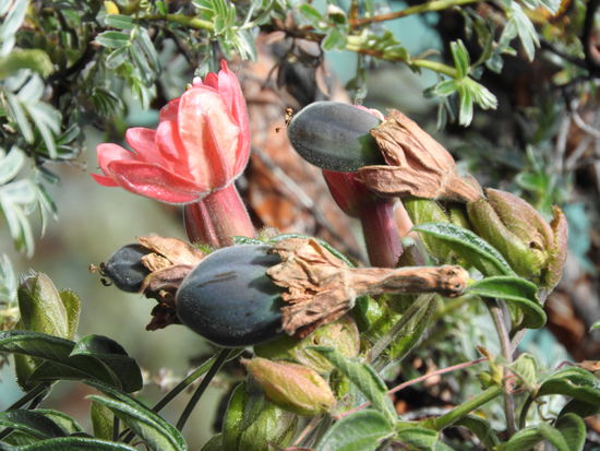 Eine der Anden Maracujahs, die Früchte sind deutlich kleiner wie die in Asien