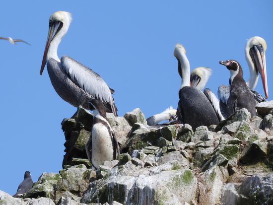 Verschiedene Pelikanarten, Tölpel und Pinguine leben friedlich nebeneinander