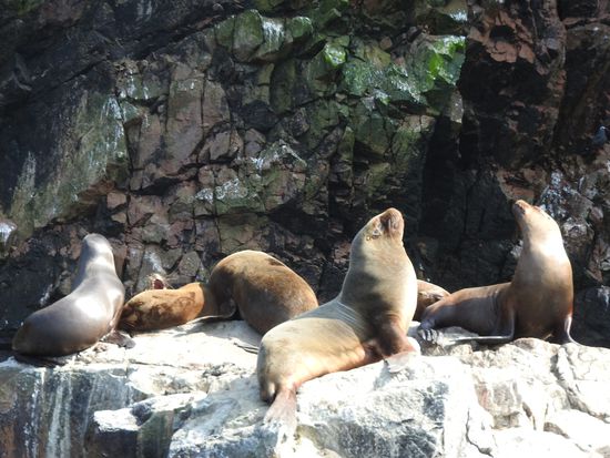 Ein Seelöwenherr der über seinen Harem wacht, im Herbst kommt es da immerzu heftigen Revierkämpfen