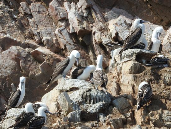 Tölpel in rauen Mengen darunter immer wieder auch Blaufußtölpel die es sonst nur auf Galapagos gibt.