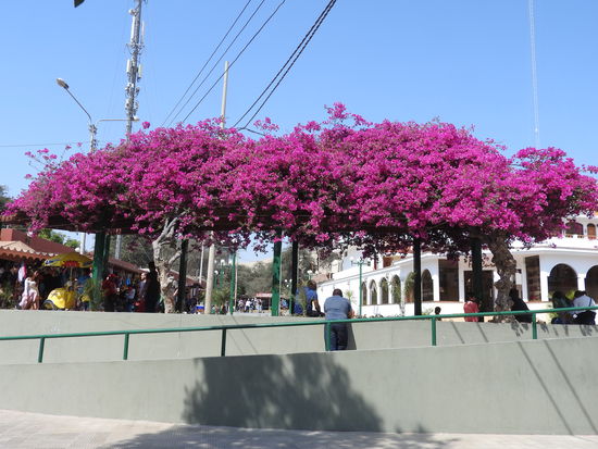 2 Bougainvillea überwuchern ein Dach mit guten 10 Metern Länge und mit einem Blütenreichtum der seinesgleichen sucht.