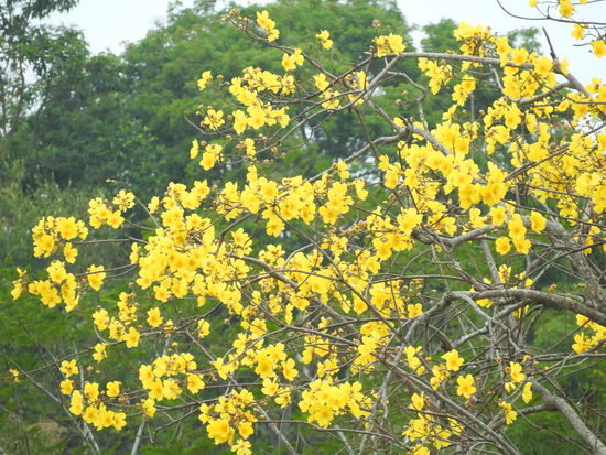 Immer wieder leuchten diese kräftig gelb blühenden, aktuell blattlosen Bäume aus der grünen Umgebung heraus.