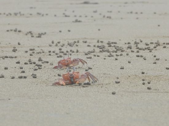 Die Strandkrabben durchkauen den Sand nach organischen Teilen und hinterlassen viele kleine Sandkugeln.
