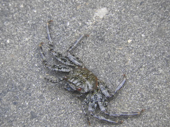 Krabben in allen Variationen und fast immer farblich dem Untergrund angepasst