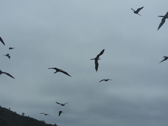 Fregattvögel versuchen von den Fischern einen Teil des Fanges zu bekommen