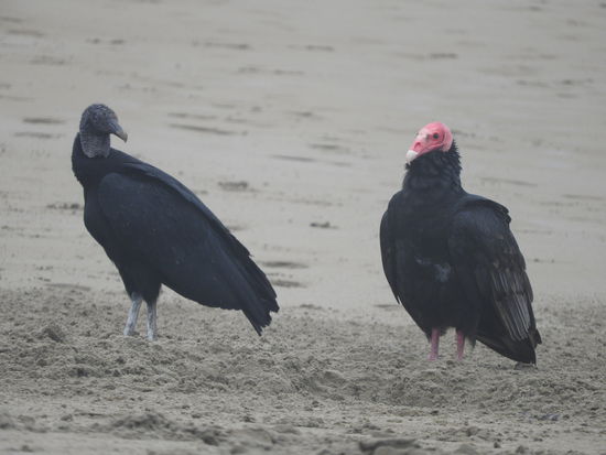 Geier, links ein Raben- und rechts ein Truthahngeier  hatten am Strand ein großes Loch freigescharrt und eine vergrabene Meeresschildkröte ausgebuddelt. Mit unserer Wanderung störten wir sie beim Frühstück
