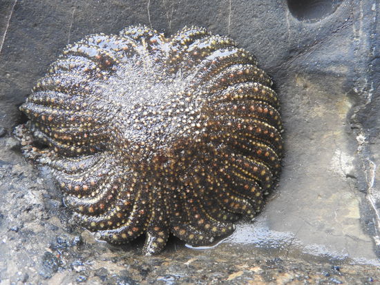 Viele Seesterne warten an den Felsen auf die Flut. Hier an den flachen Sandstränden zieht sich bei Ebbe das Meer bis zu 40m zurück, den Höhenunterschied schätzen wir auf etwa 2m.