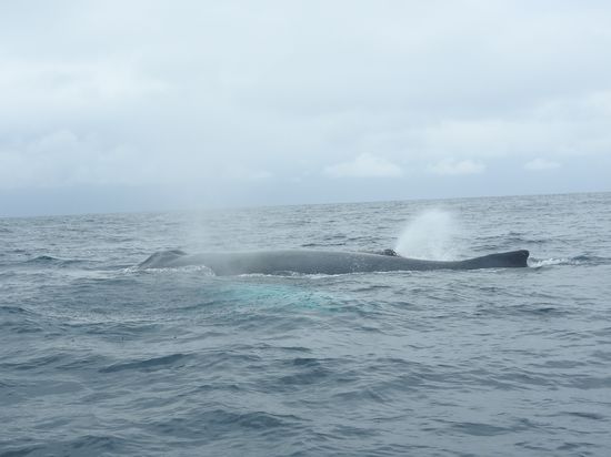 Die beiden erwachsenen Tiere blasen beim atmen Wasser aus. Erwachsene Wale können bis zu 30 Minuten tauchen. Da sie ein Junges mitführten reduzierte sich die Tauchzeit gewaltig