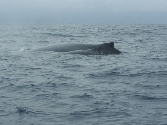 Mama mit ihrem Baby, die Walkälber werden 6 Monate gesäugt und brauchen täglich um die 45 Liter Milch. Das Tier wiegt aber auch bei der Geburt schon um die 900kg und ist bis zu 4,5 m groß