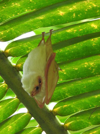 Eine der weiss behaarten Fledermäuse. Es sind keine Albinos, ihr Gesicht, Ohren und Teile der Beine sind gelb und  sie ernähren sich von Früchten.