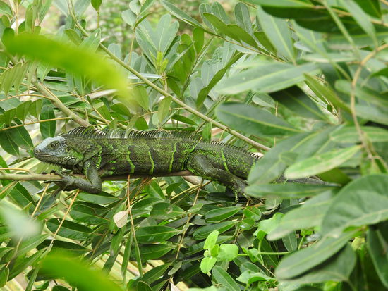 Über hundert Baumiguanas sind im großen Hotelgarten zuhause und es gleicht einem Wimmelbild sie in den Bäumen zu suchen