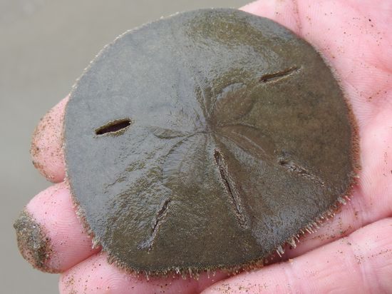 Wenn man dann genauer hinschaut kommen diese Tiere zum Vorschein,  sie wühlen sich  durch den Sand um Futter zu finden. Es ist eine Seeigelart  die auch Sanddollar genannt wird. Angeblich auch das Geld der Meerjungfrauen 