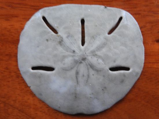 Nach dem Tod bleibt vom Sanddollar nur der Kalkpanzer übrig.