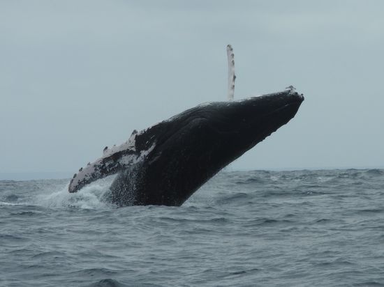 Springender Buckelwal