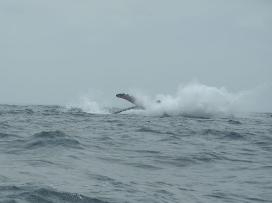 Wenn er aufs Wasser platscht hört und sieht man es sehr weit