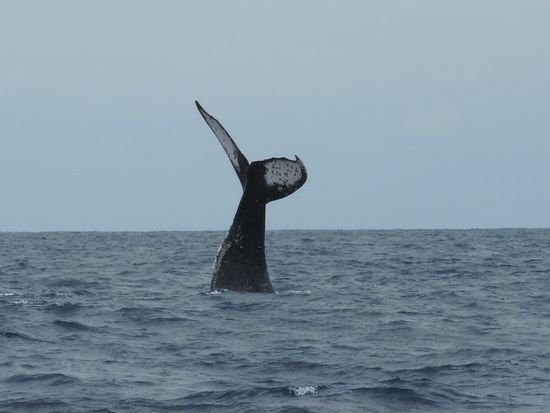 Die Schwanzflosse ist das unverkennbare Merkmal jedes Buckelwales, vergleichbar mit  unseren Fingerabdrücken