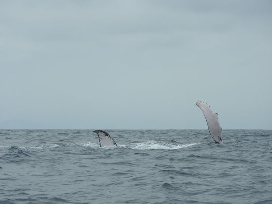 Auf der Seite schwimmender Wal - er "winkt" mit der riesigen  Brustflosse, links sieht man noch einen Teil der Finne